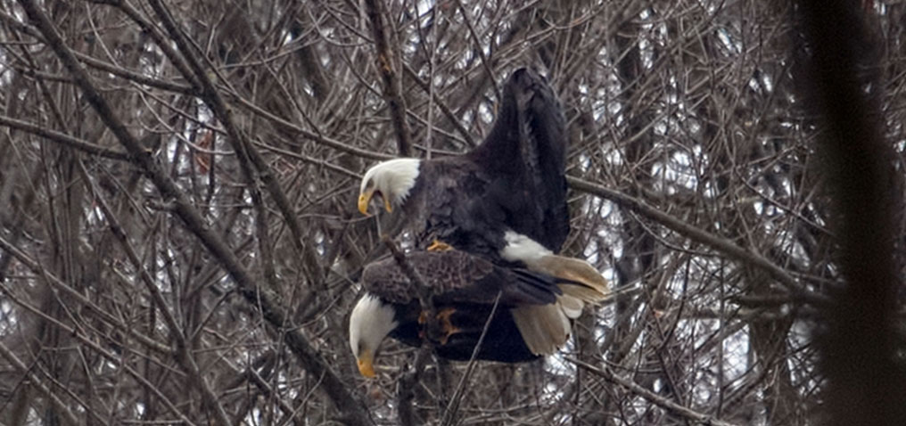 Eaglepics 24