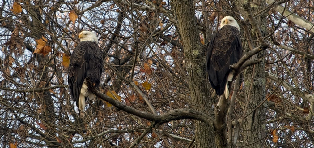 Eaglepics 15