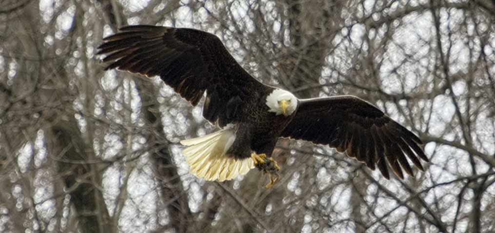 Eaglepics 19