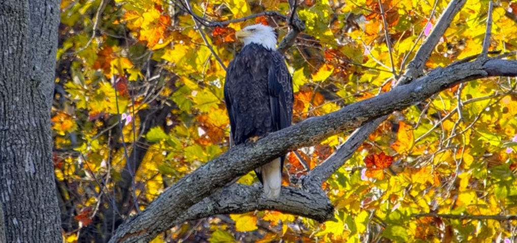 Eaglepics 21