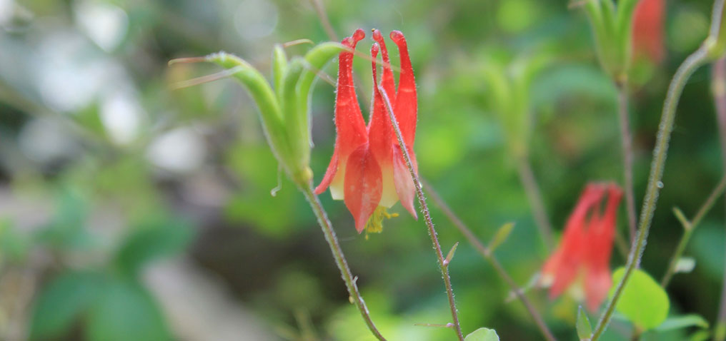 Nativeplants