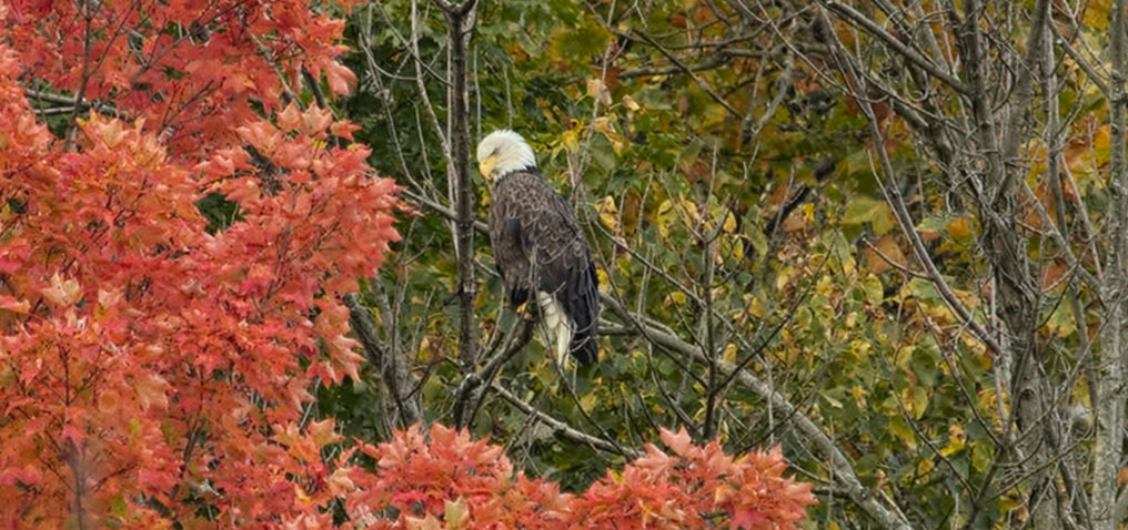 Eaglepics 06