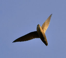 Chimney swift overhead