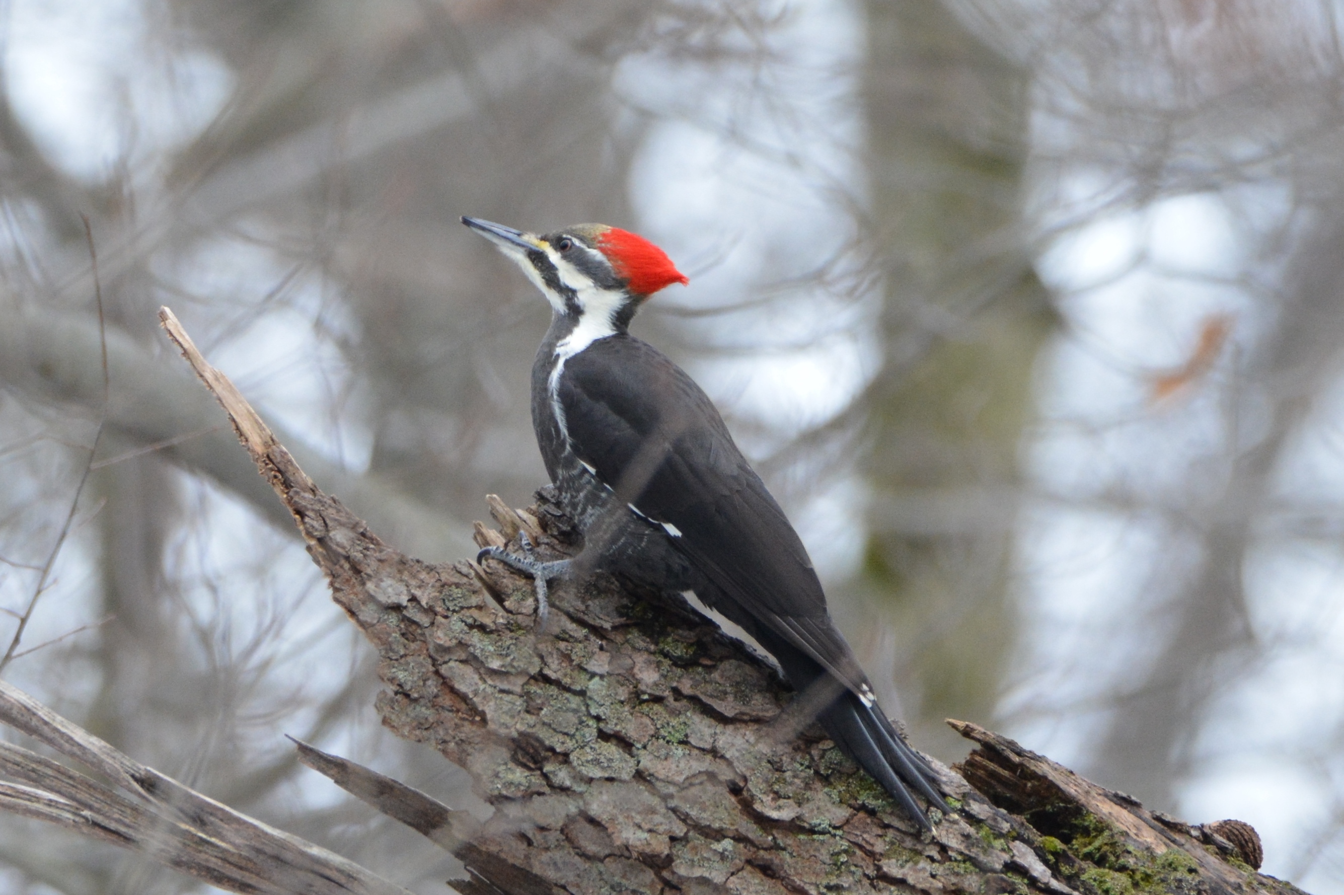 Beechwood%20rshawk%20pileated%21%21%20101