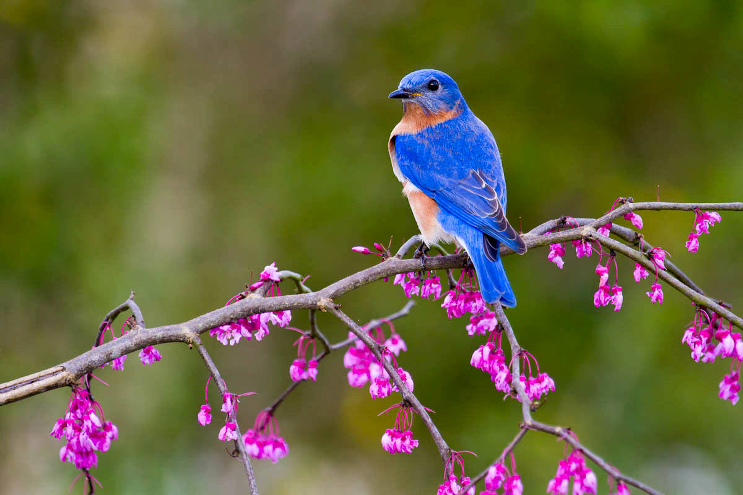 Gbbc eastern bluebird eastern redbud 17 glenda simmons fl 2012 kk