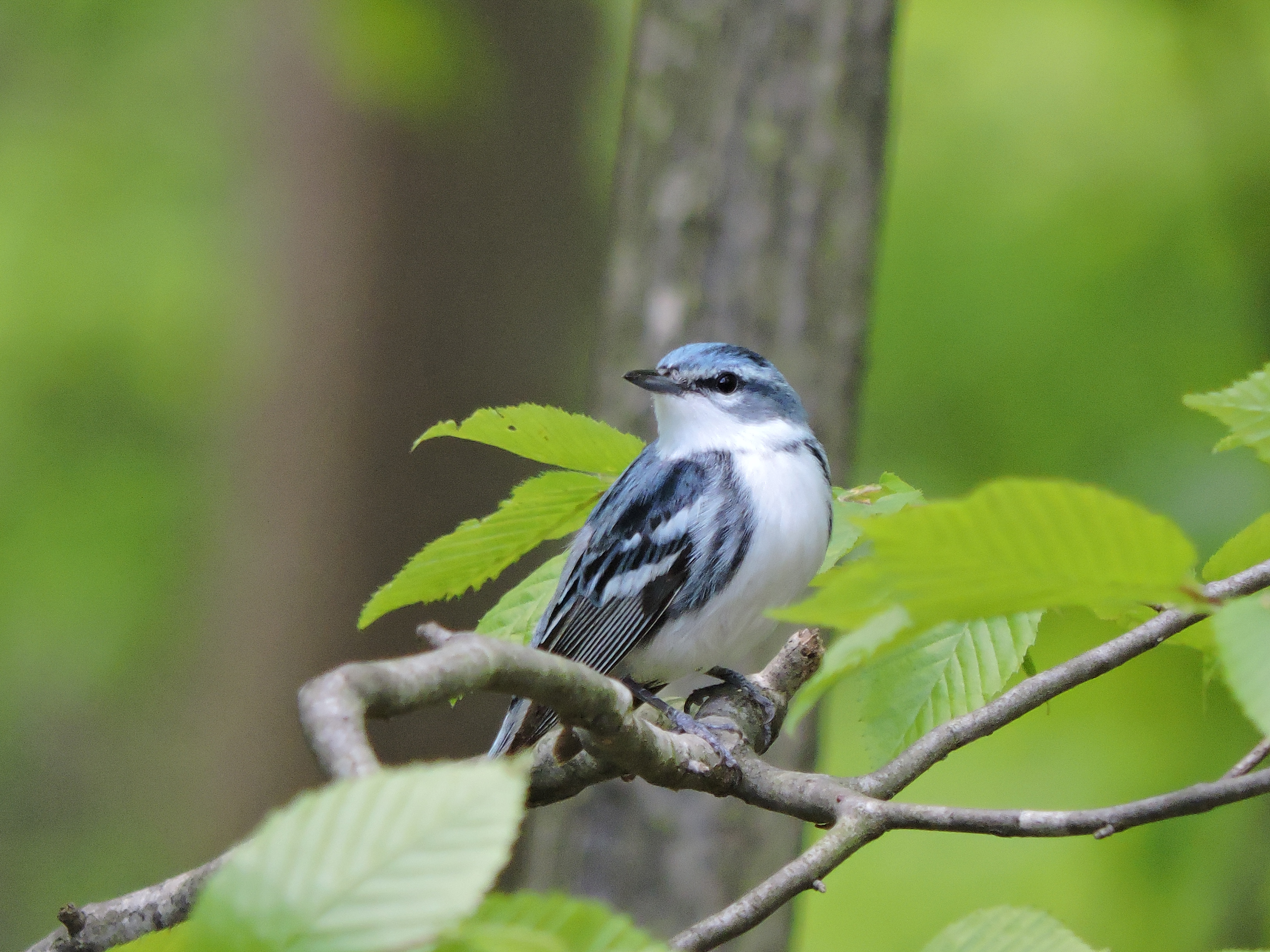 8 cerulean warbler usda dj mcneil