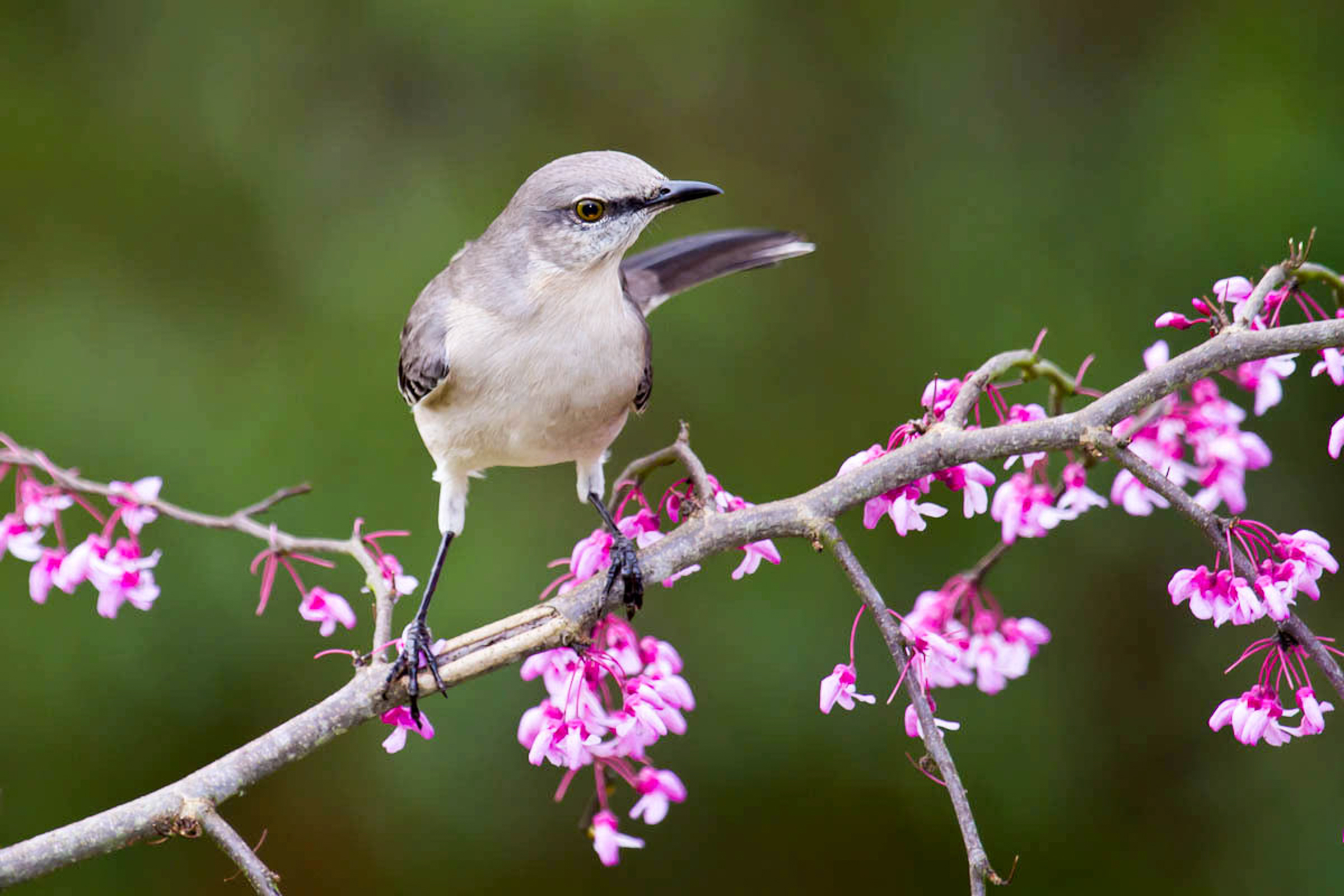 13 gbbc northern mockingbird eastern redbud glenda simmons fl 2012 kk%20%281%29