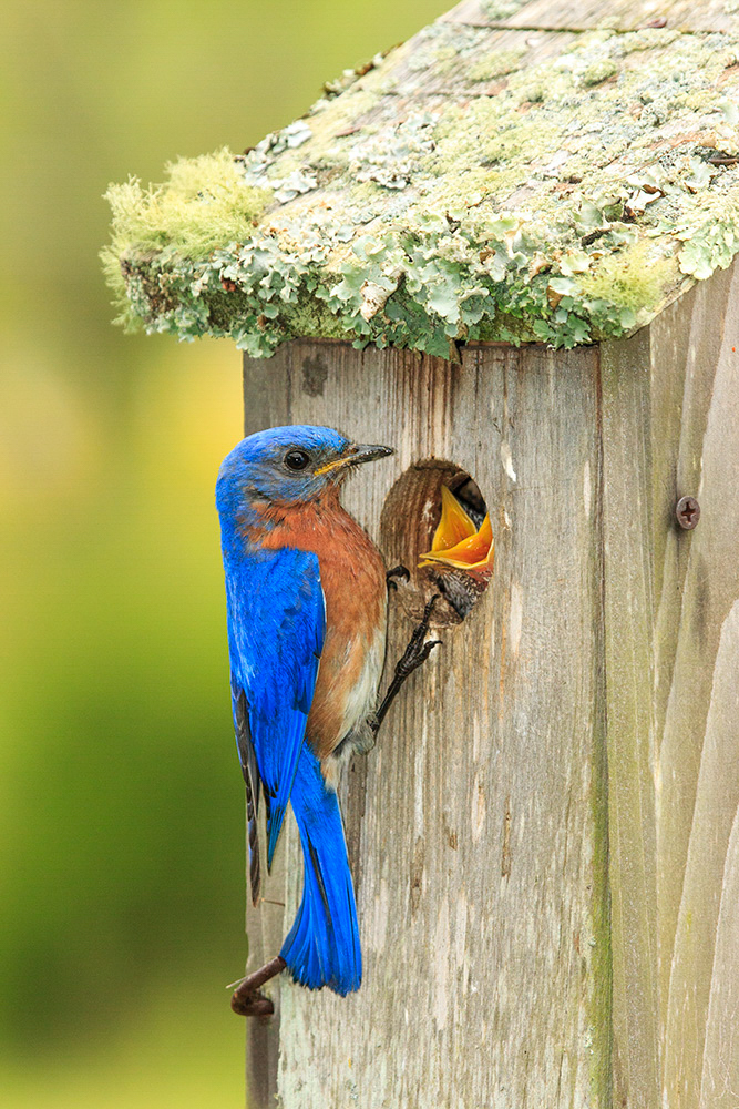 1 apa 2012 24515 190988 hazelerikson eastern bluebird kk high res%20%281%29