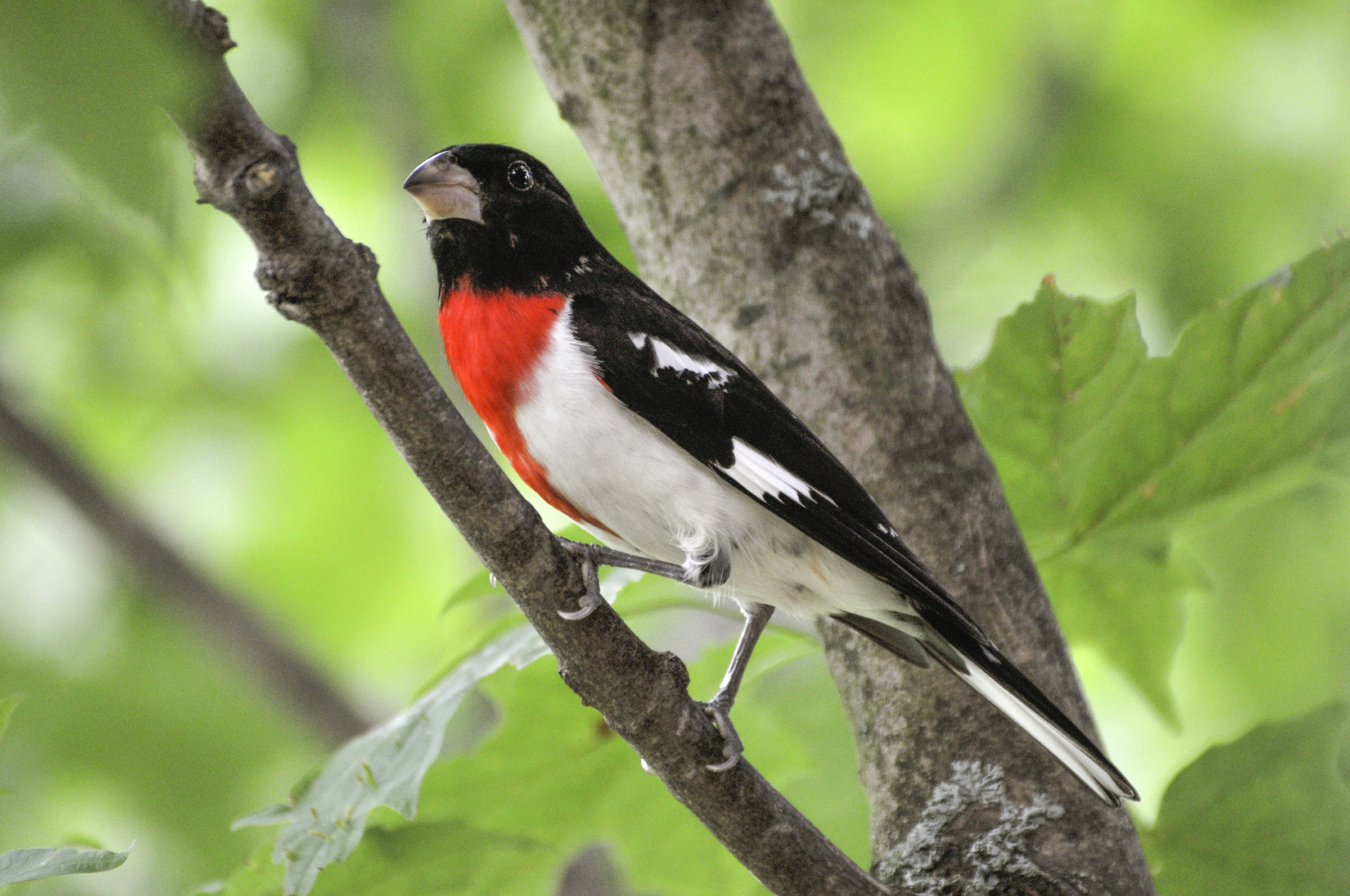 16 rose breasted grosbeak sugar maple putneypics flickr cc%28by nc%202.0%29%20%281%29