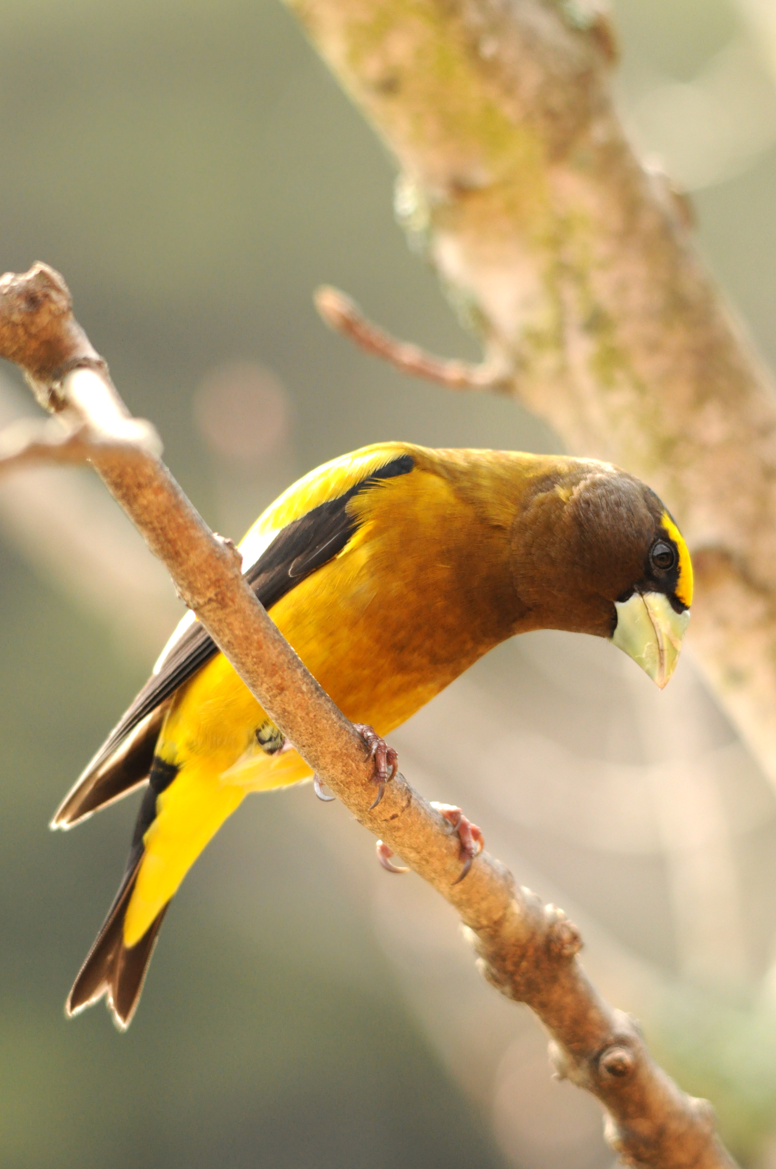 9 evening grosbeak sugar maple putneypics flickr cc%28by nc%202.0%29