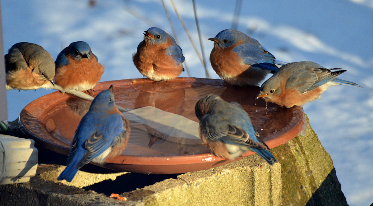 6 aud gbbc 2016 eastern bluebird 30502 kk ma dana ono high res%20%281%29