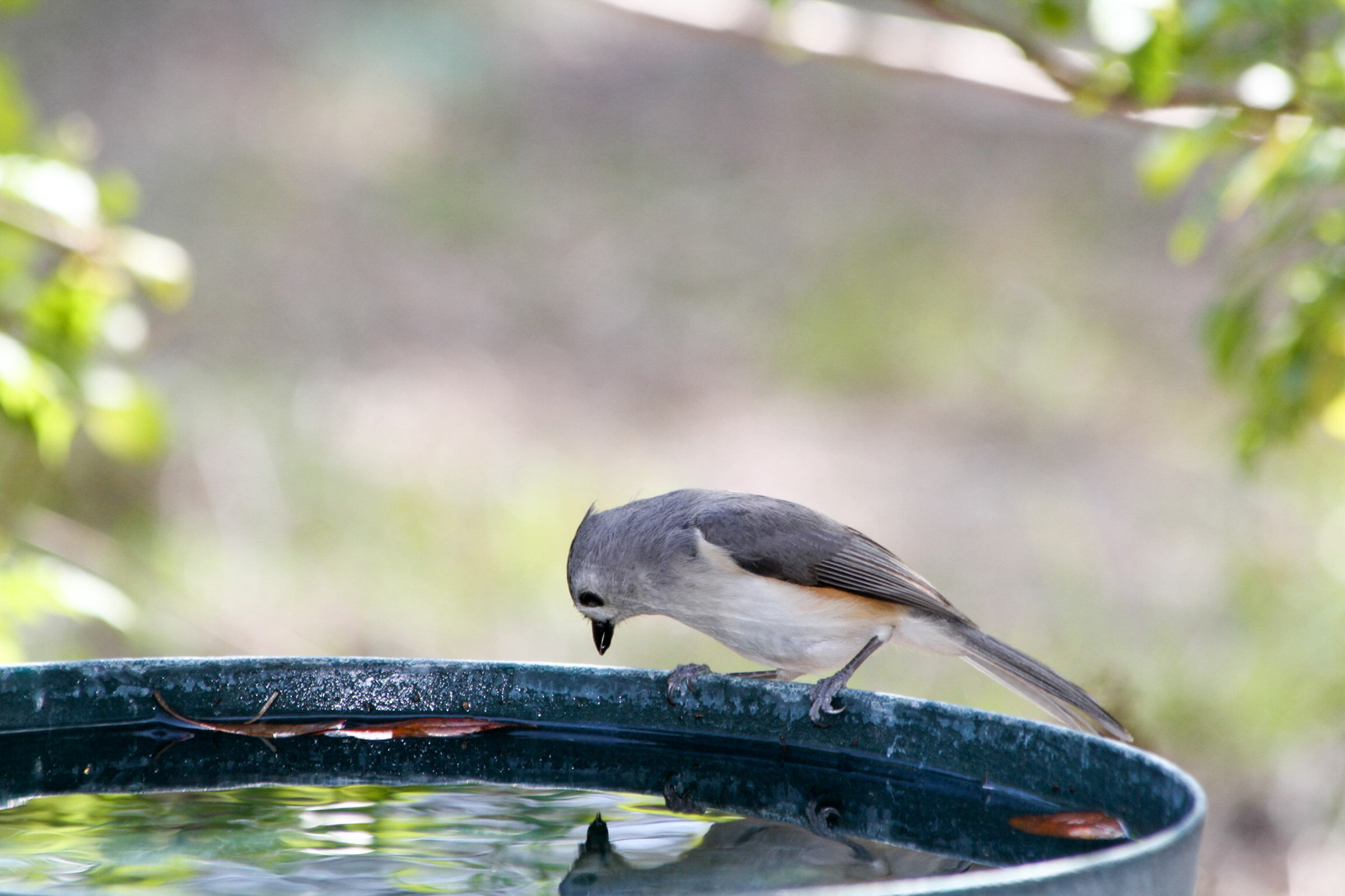 19 tufted titmouse kk dianne chapman gbbc 2015 high res%20%281%29