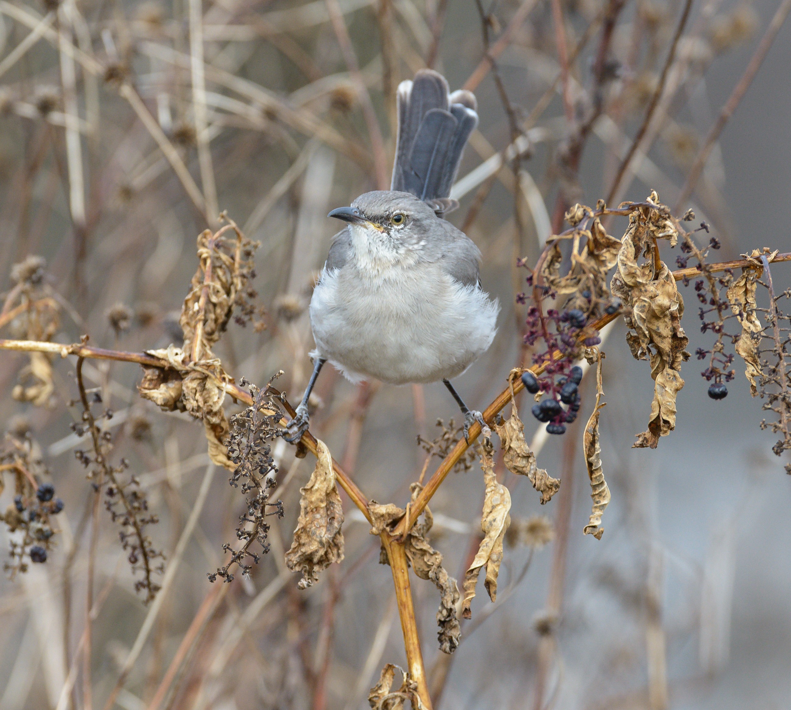 14 northern mockingbird pokeweed steven kersting flickr cc%28by nc nd%202.0%29