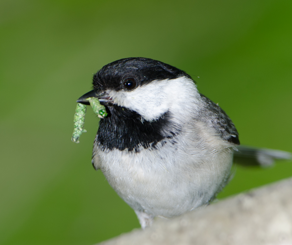 7 carolina chickadee douglas tallamy 3