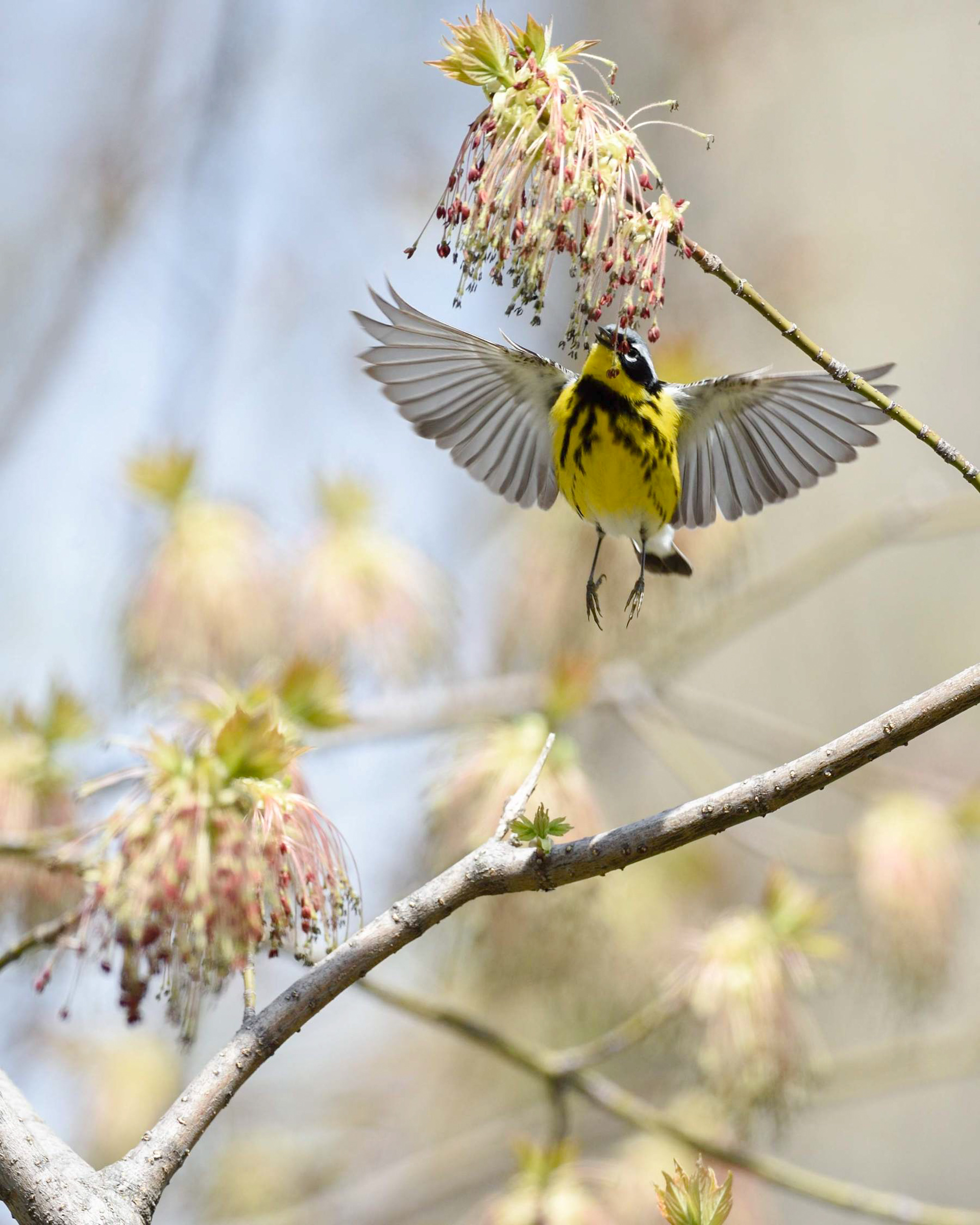 4 apa 2015 dennis derby 283535 magnolia warbler box elder kk