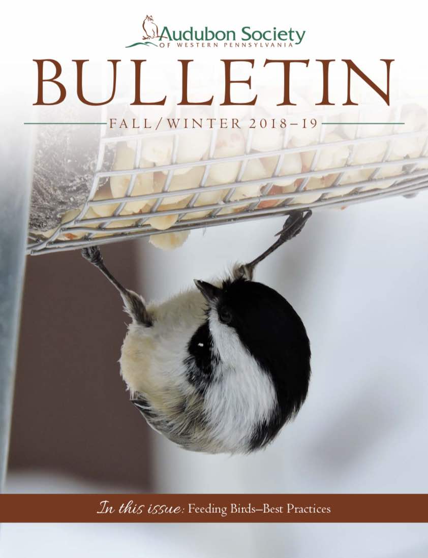 Bulletin%20fall%202018