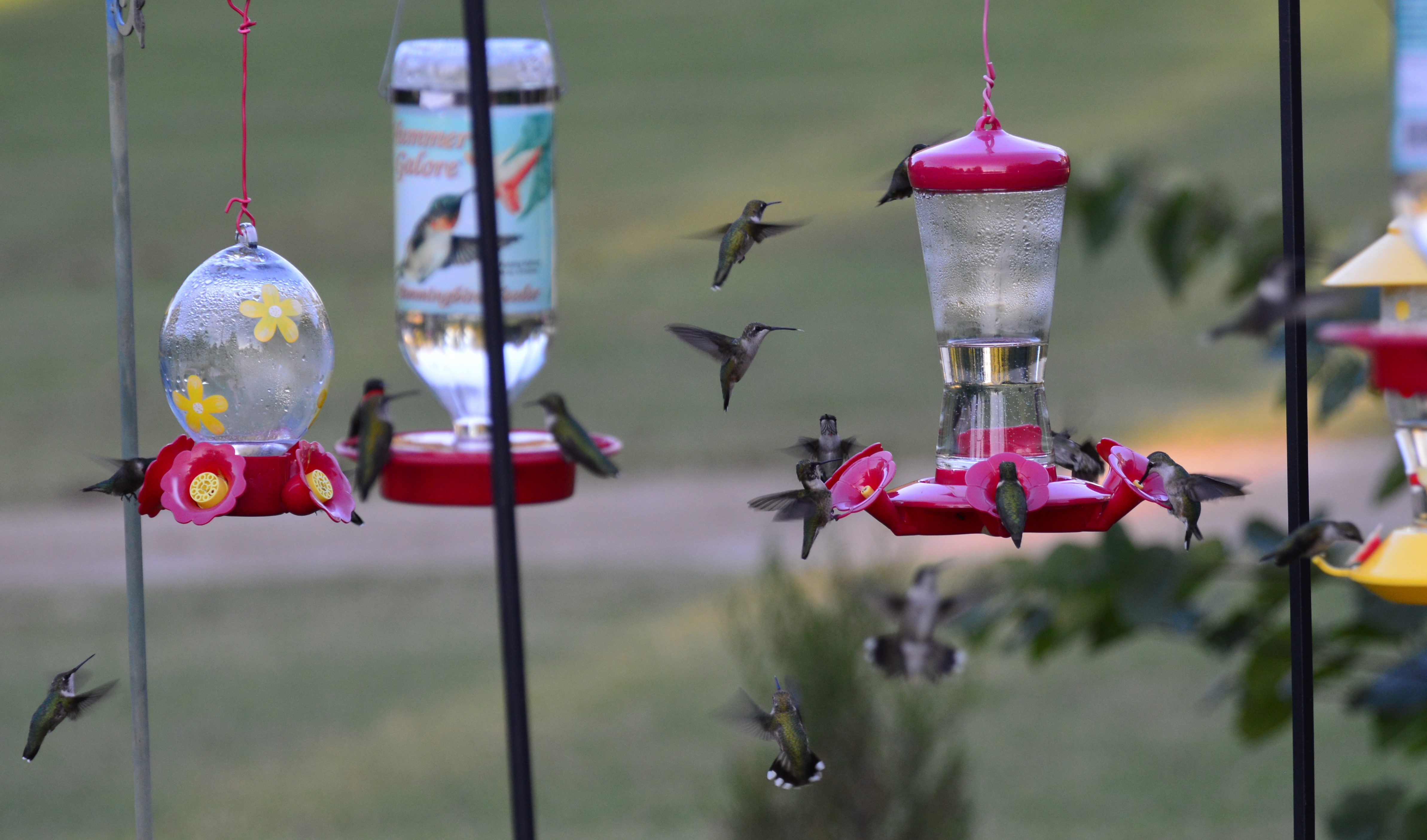 Apa 2017 ruby throated hummingbird a1 3746 1 james baker kk