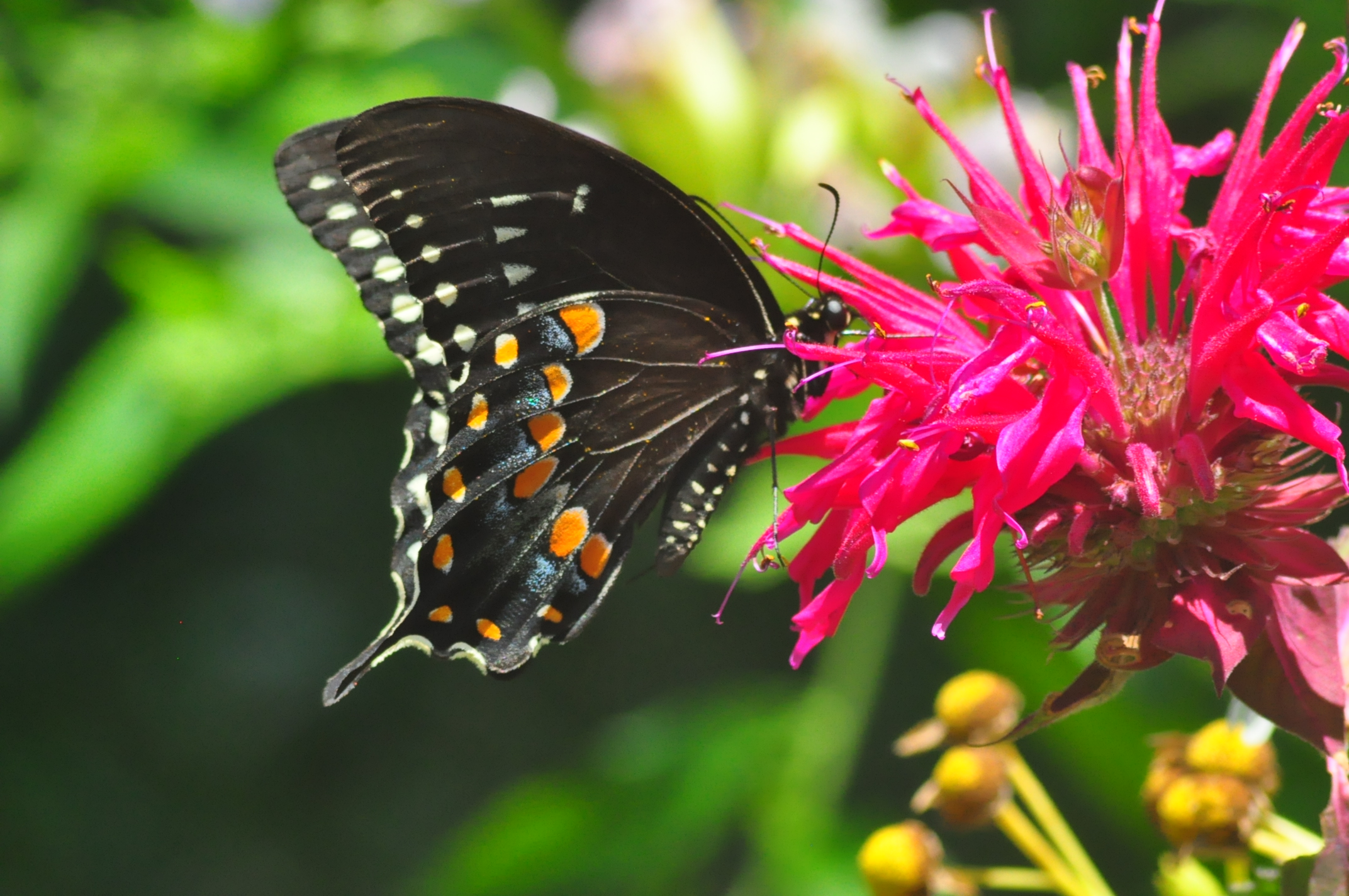 Spicebush%20swallowtail%20%281%29